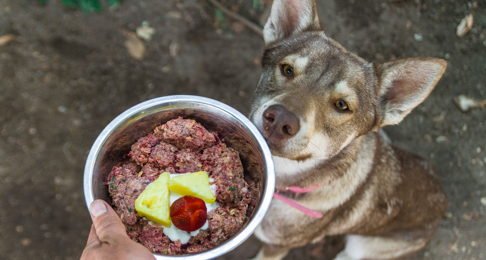 cibo per cani taglia piccola