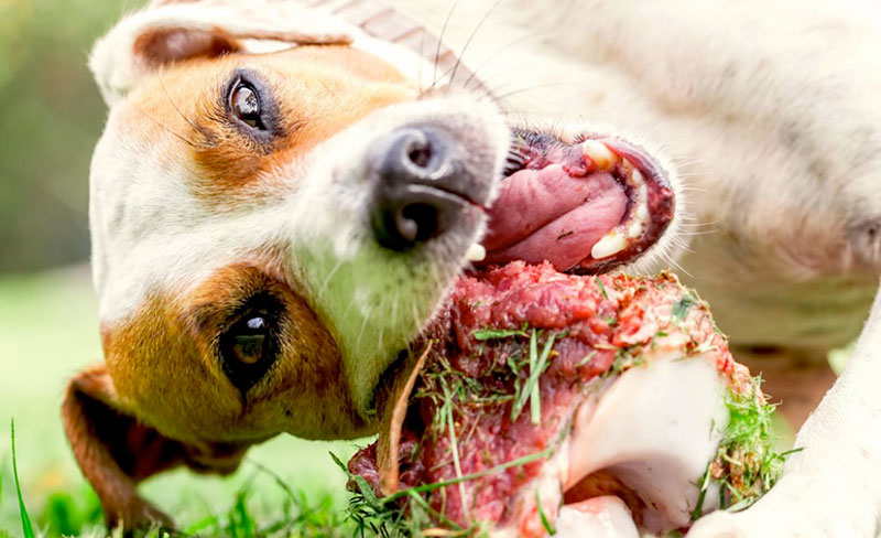 osso alimentazione cani