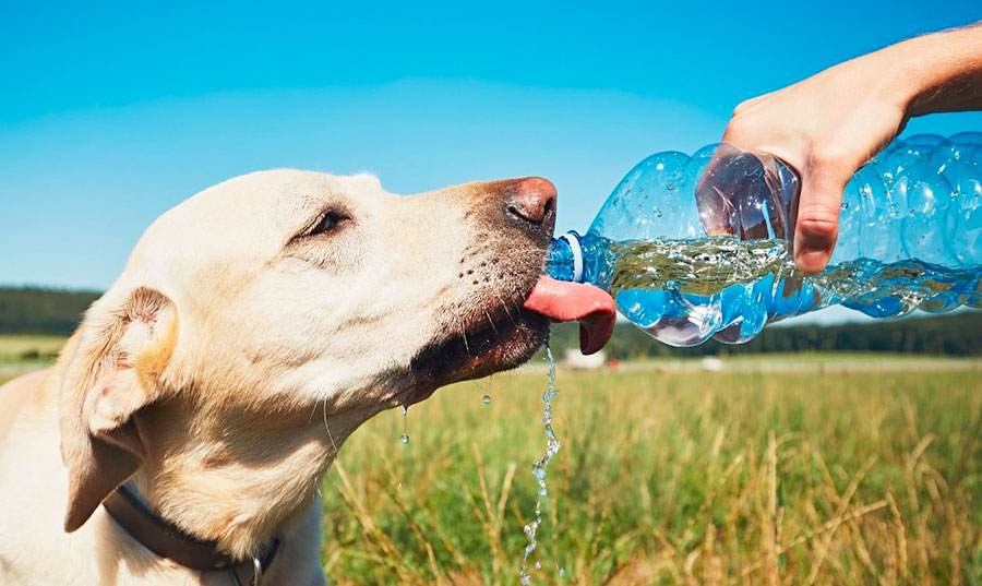 colpo di calore nel cane